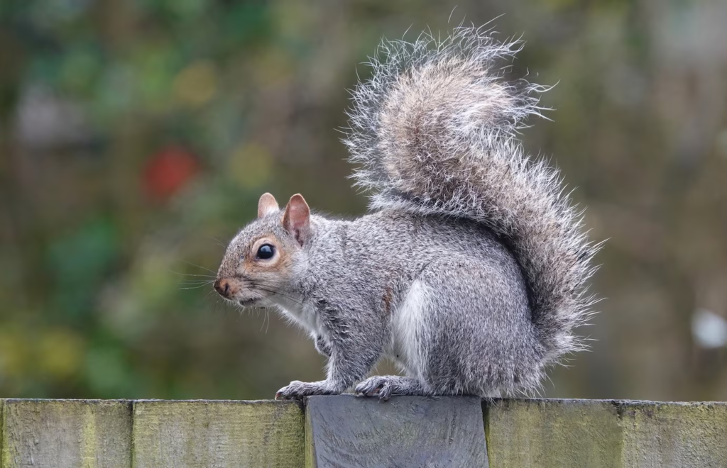 How Long Do Squirrels Live?