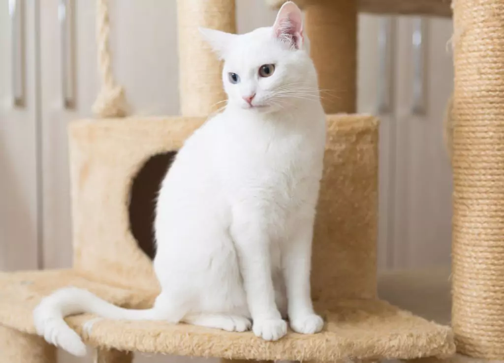How To Remove Stains From White Cat Fur