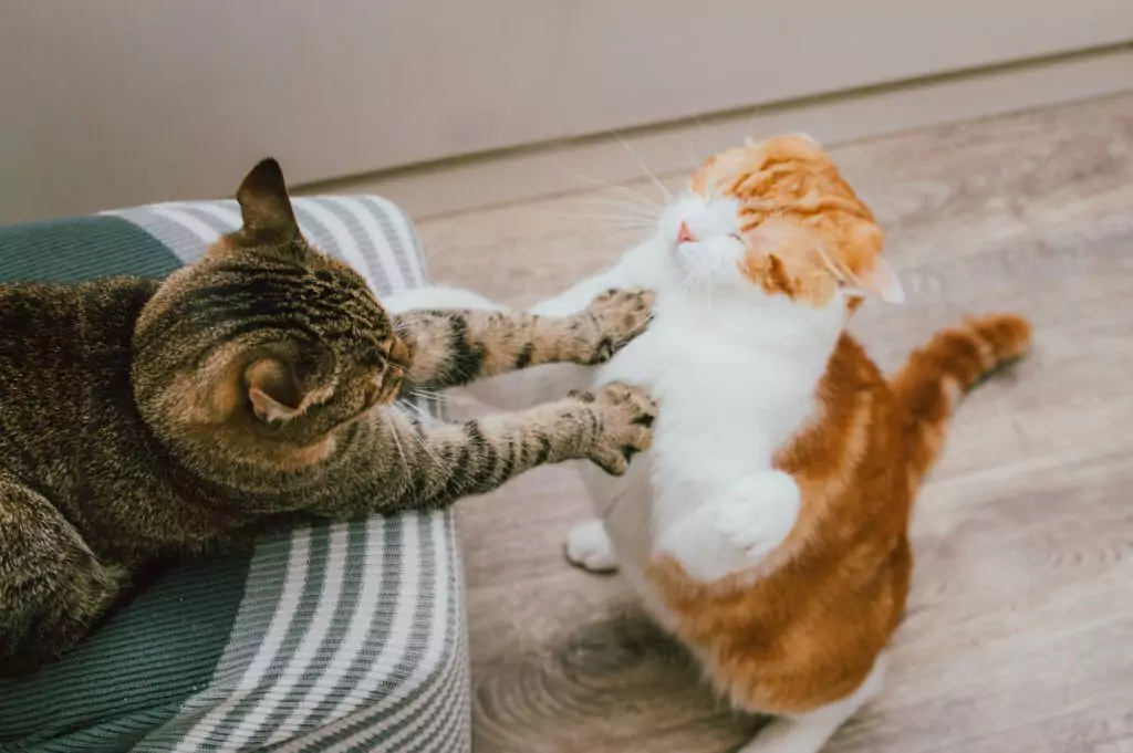 How to Stop My Cat From Bullying My Other Cat