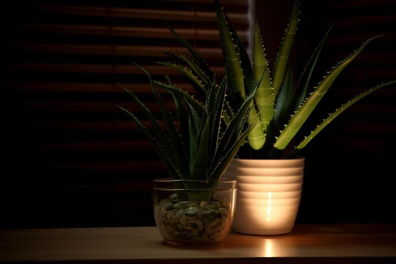 Best Houseplants For Low Light