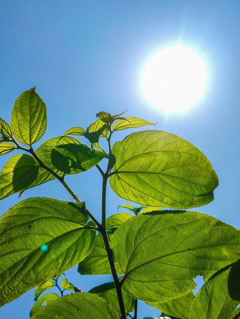What Gas Is Needed By Plants For Photosynthesis