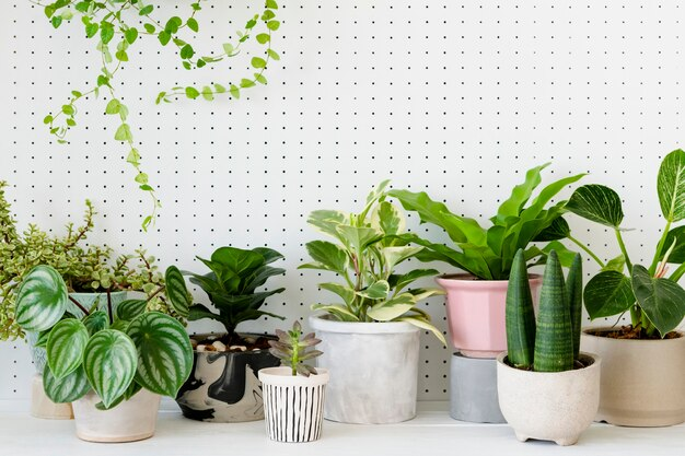 How To Get Rid Of Bugs On Indoor Plants