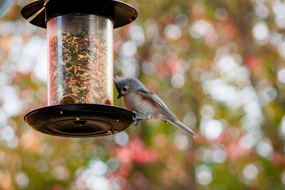 how to hang a bird feeder
