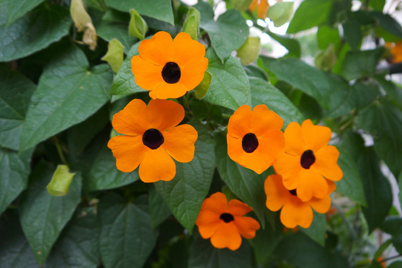 How Fast Does Black-Eyed Susan Vine Grow